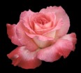 rose picture